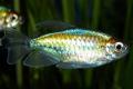 (A. Phenacogrammus) Congo tetra