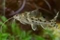 (P. Pimelodus) Pictus catfish