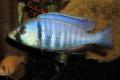 (C. Placidochromis) Placidochromis electra
