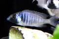 (C. Placidochromis) Placidochromis electra Fort Maguire