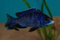 (C. Placidochromis) Placidochromis phenochilus Mdoka-White Lip
