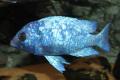 (C. Placidochromis) Placidochromis phenochilus Tanzania