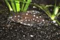 (D. Platydoras) Spotted Talking catfish