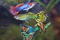 (P. Poecilia) Male guppies