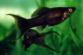 (P. Poecilia) Mollies