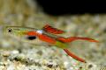 (P. Poecilia) Endler guppies