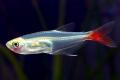 (C. Prionobrama) Glass bloodfin tetra