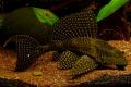 (L. Pterygoplichthys) Gold Spot pleco L001