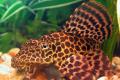 (L. Pterygoplichthys) Sailfin pleco L183