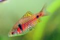 (C. Puntius) Odessa barb