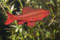 (C. Puntius) Cherry barb
