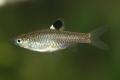 (C. Rasbora) Emerald eye rasbora