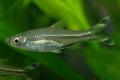 (C. Rasbora) Scissor-tail rasbora