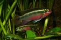 (C. Pelvicachromis) Kribensis red morph
