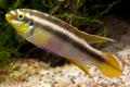 (C. Pelvicachromis) Kribensis  yellow morph