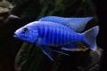 (C. Sciaenochromis) Electric Blue