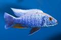 (C. Sciaenochromis) Electric Blue Iceberg