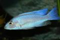 (C. Sciaenochromis) Electric Blue White Knights