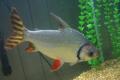 (C. Semaprochilodus) Redfin Flagtail Prochilodus