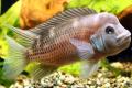 (C. Steatocranus) Humphead Cichlid