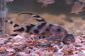 (M. Synodontis) Decorus catfish