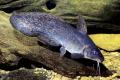 (P. Porochilus) Tandanus catfish