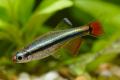 (C. Tanichthys) White cloud mountain minnow