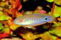 (E. Tateurndina) Peacock gudgeon