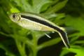 (C. Thayeria) Penguin tetra