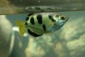 (T. Toxotes) Banded archerfish