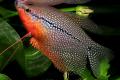 (O. Trichogaster) Pearl gourami
