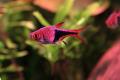 (C. Trigonostigma) Purple harlequin rasbora