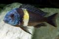 (C. Tropheus) Tropheus Maswa