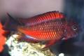 (C. Tropheus) Tropheus Firecracker