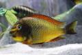 (C. Tropheus) Tropheus Gold Firecracker
