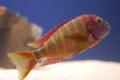 (C. Tropheus) Tropheus moorii Lufubu