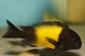 (C. Tropheus) Tropheus Ikola Kaiser