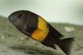 (C. Tropheus) Tropheus Bemba Orange