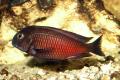 (C. Tropheus) Tropheus Moliro