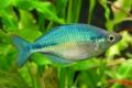 (M. Melanotaenia) Turquoise Rainbow