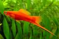 (P. Xiphophorus) Swordtails