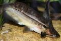 (A. Tetranematichthys) Wood Cat