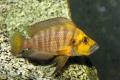 (C. Altolamprologus) Gold Head Compressiceps