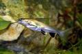 (A. Arius) Salmontail catfish