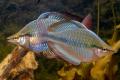 (M. Melanotaenia) Banded rainbow Cato River