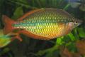 (M. Melanotaenia) Banded rainbow Ceon River