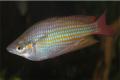 (M. Melanotaenia) Banded rainbow Flat rock creek