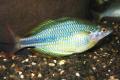 (M. Melanotaenia) Banded rainbow Tentpole creek