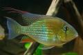(C. Acarichthys) Threadfin acara