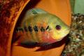 (C. Amphilophus) Pink Firemouth